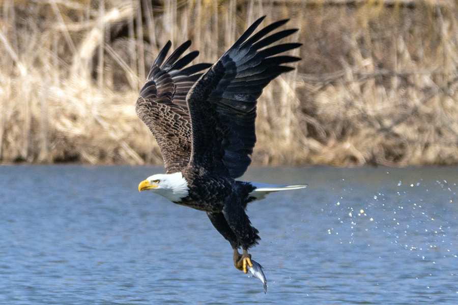 bald-eagle